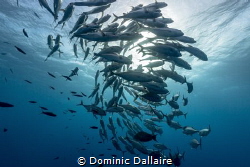 A School of Trevallies circling the Sun ! by Dominic Dallaire 